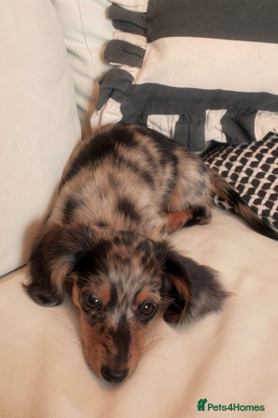 Miniature Dachshund dogs - Advert 2