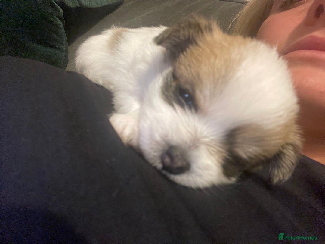 Pomchi dogs for sale: Beautiful Male pomchi pup - Image 6