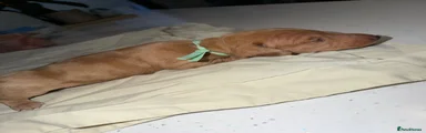 Bueno 