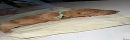 Miniature Dachshund dogs for sale: Isabella & cream dapple puppies  in Barnsley - Advert 15