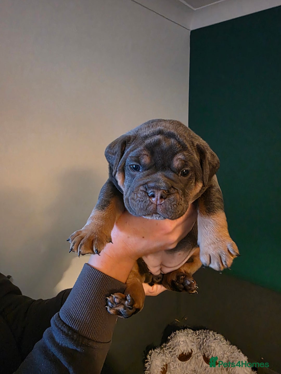 Olde English Bulldogge dogs for sale: Beautiful olde english Bulldogge pups  - Advert 11