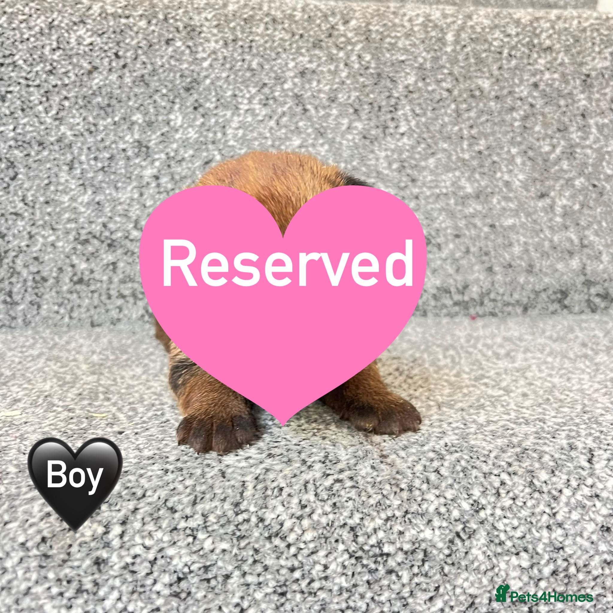 Border Terrier dogs BEAUTIFUL BORDER TERRIER PUPPIES  - Advert 2