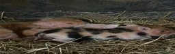 Pig livestock for sale: Kune kune piglets  - Advert 4
