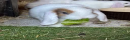 Mini Lop rabbits for sale: Reserved Only 1 baby mini lop left - boy - Advert 17