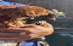 Chickens poultry for sale: Polish chickens runner ducks  - Image 2