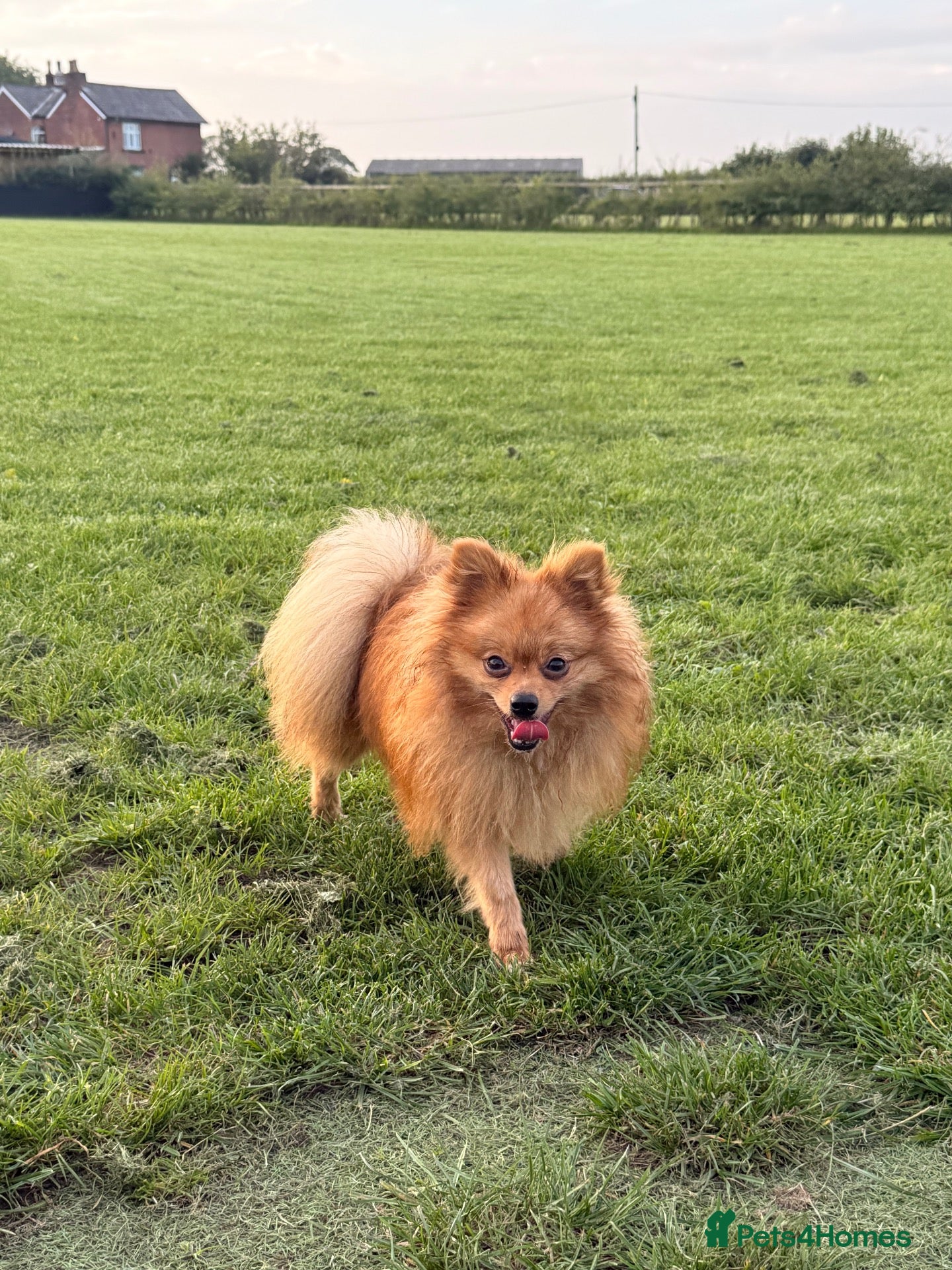 Pomeranian dogs Meet Goofy ❤️ - Advert 14