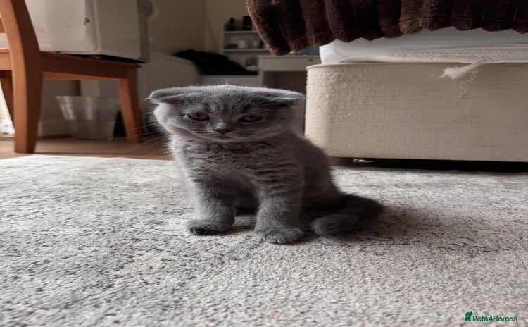 Scottish Fold cats - Advert 2