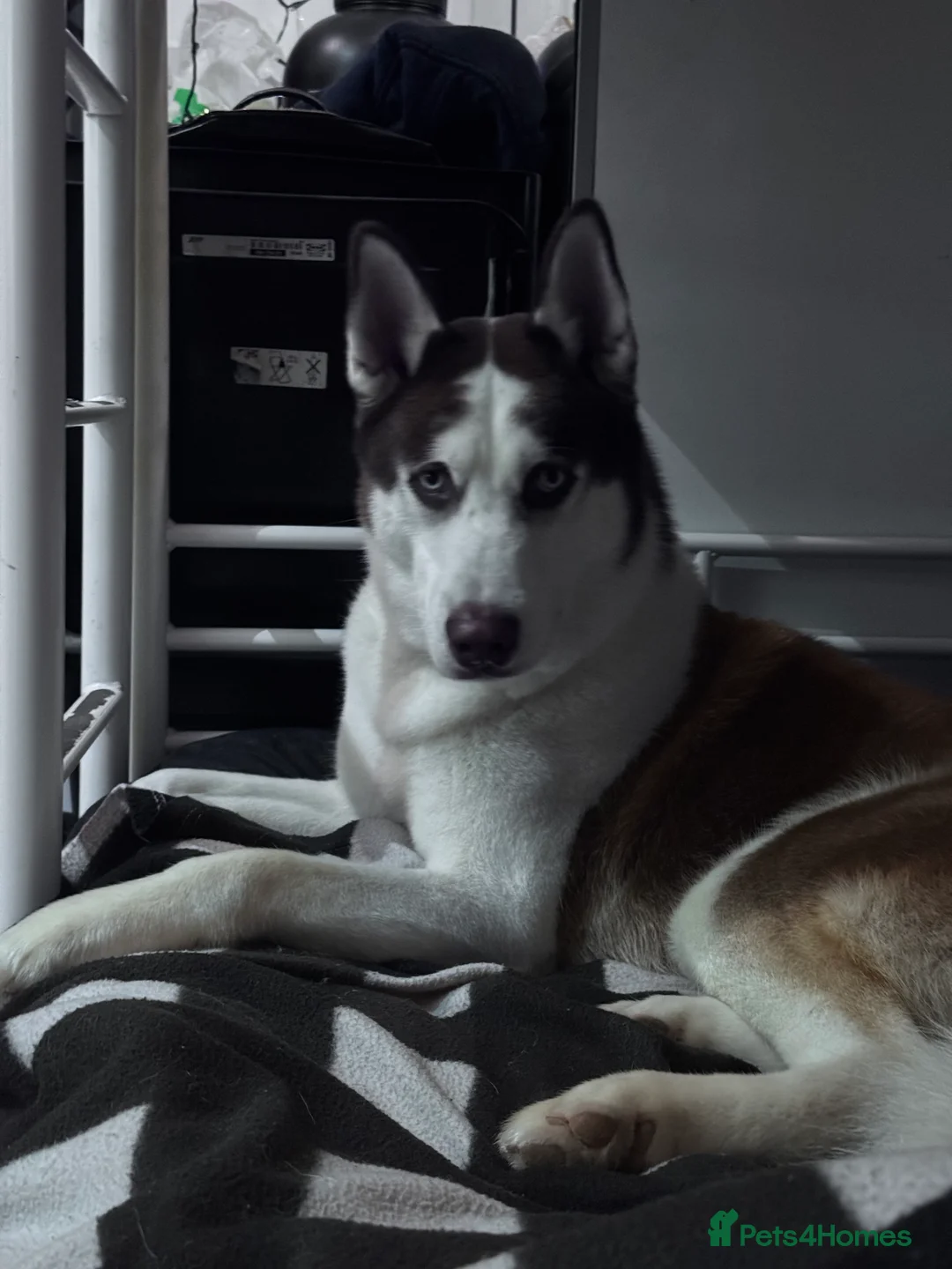 Siberian Husky dogs for sale: Siberian husky - Advert 2