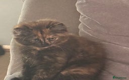 Mixed Breed cats for sale: Very cute little and friendly kitten - Image 1