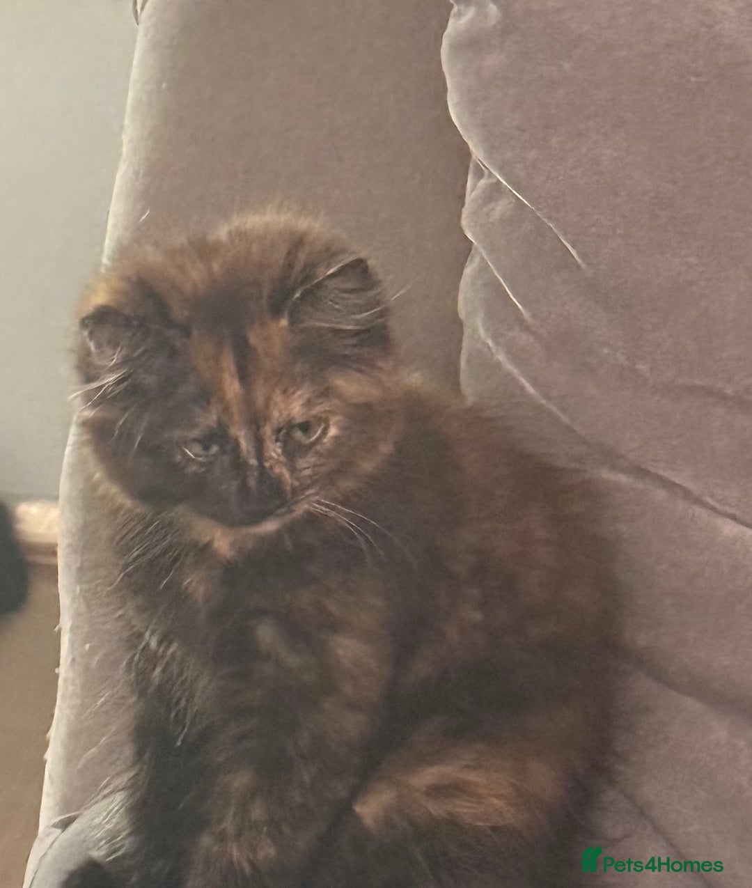 Mixed Breed cats for sale: Very cute little and friendly kitten - Image 1