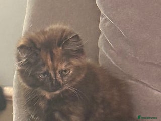 Mixed Breed cats - Advert 28