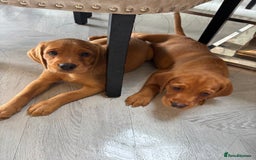 Cockerdor dogs for sale: Fox red cockerdors in Deeside - Image 29