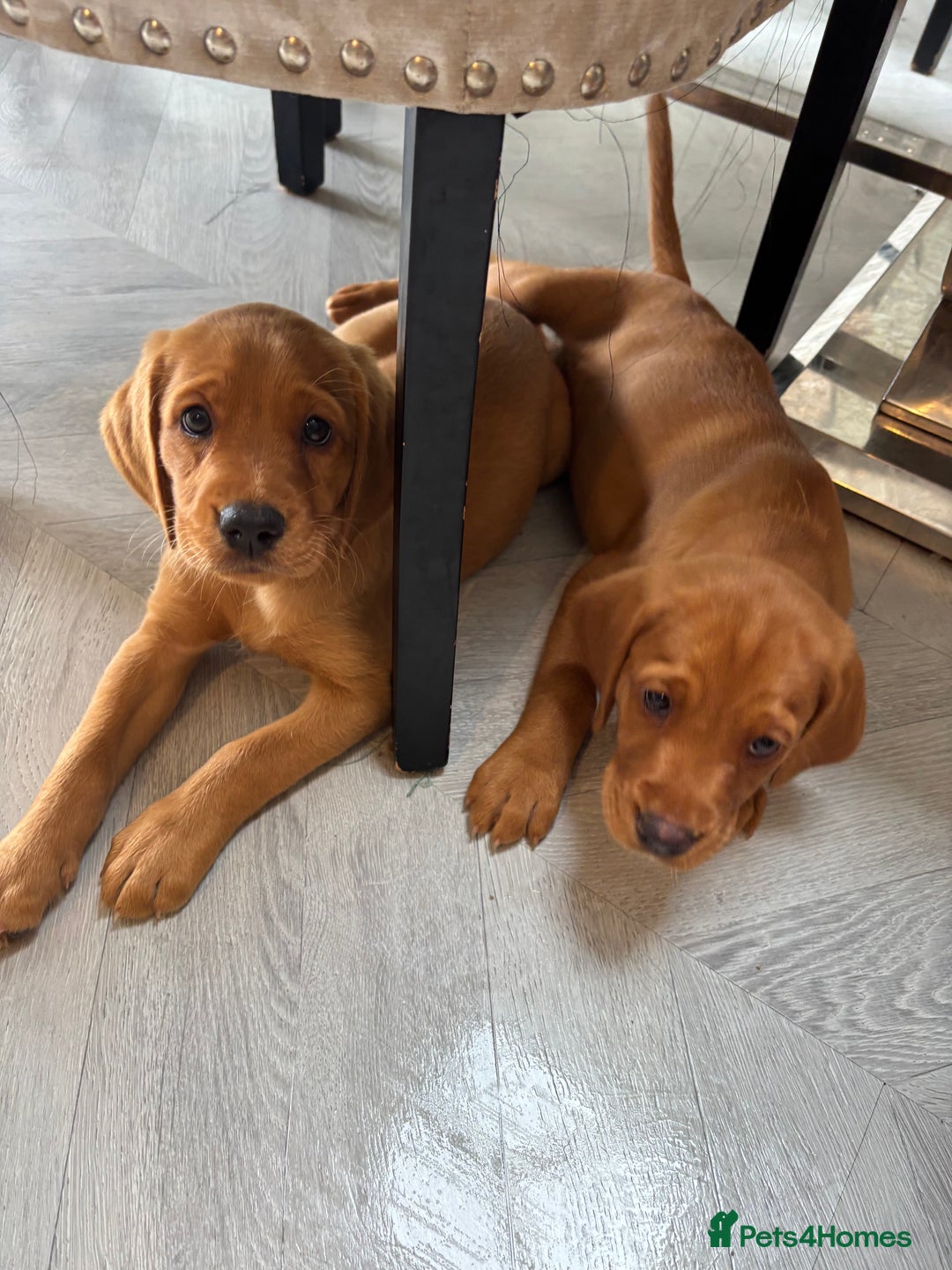 Cockerdor dogs for sale: Fox red cockerdors in Deeside - Image 29