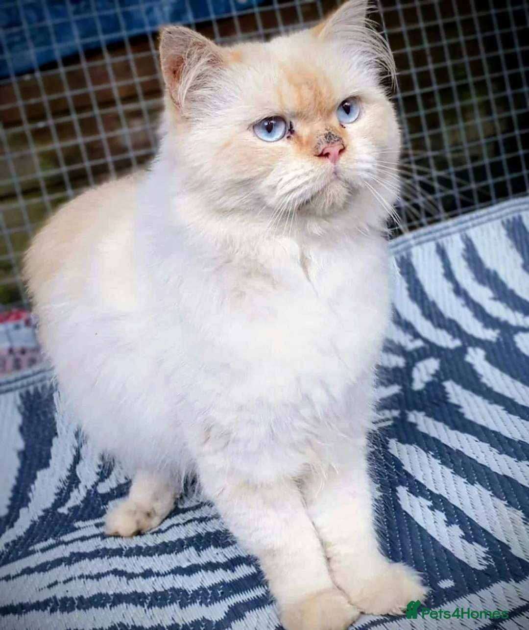 Persian cats for stud: Persian Stud - Advert 2