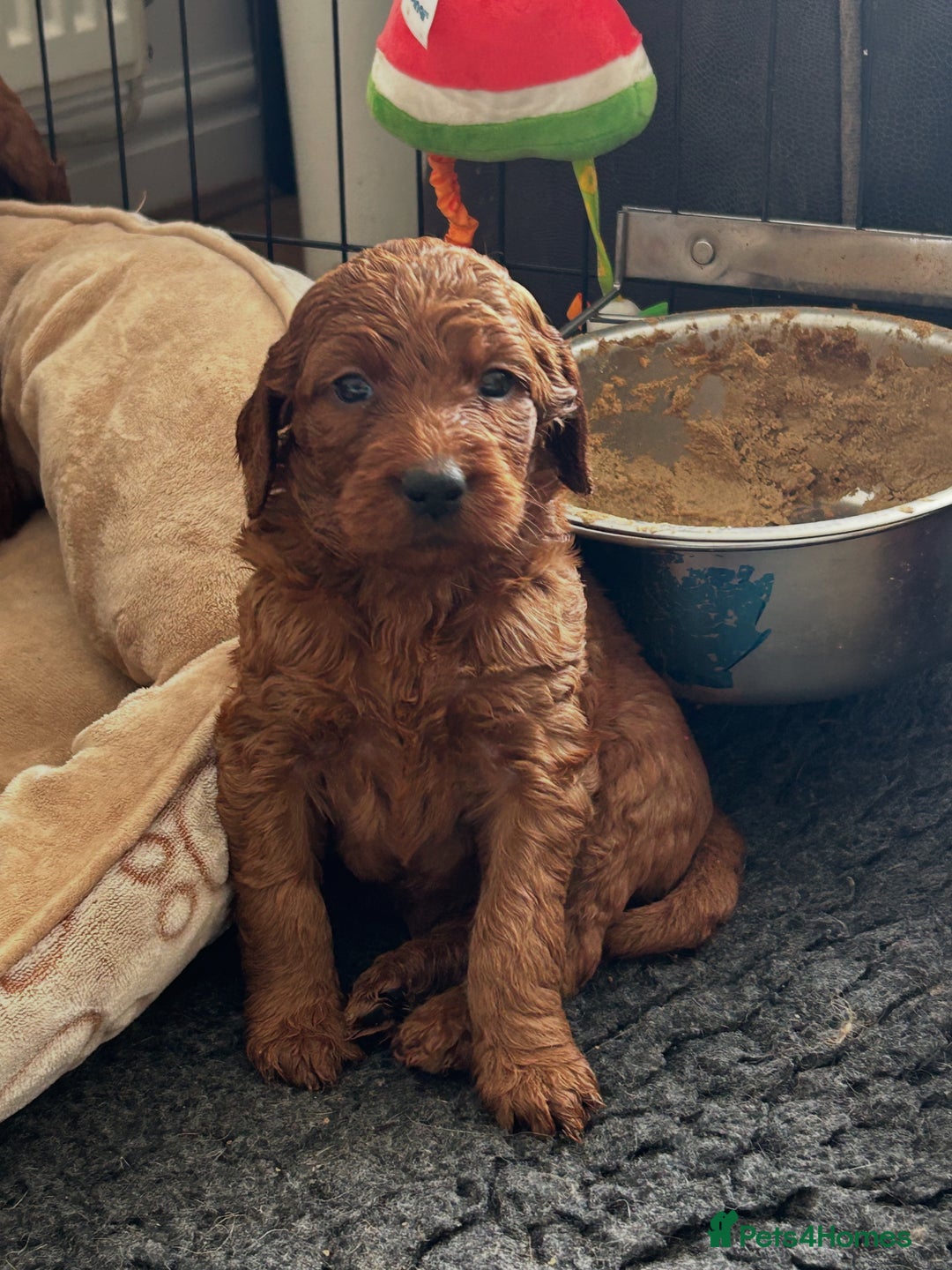 Irish Doodle dogs for sale: Irish doodles - Image 10