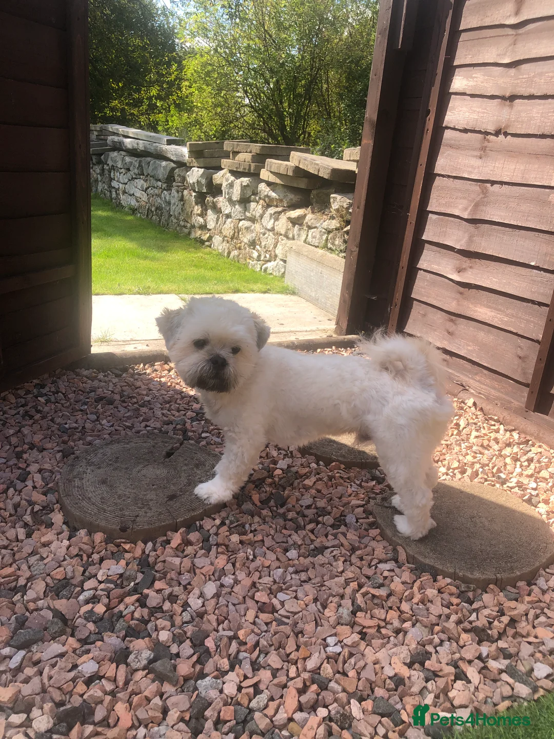 Lhasa Apso dogs for stud: Milo, ready to stud in Alloa - Advert 5