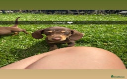 Miniature Dachshund dogs for sale: Male Miniature dachshund - Image 2