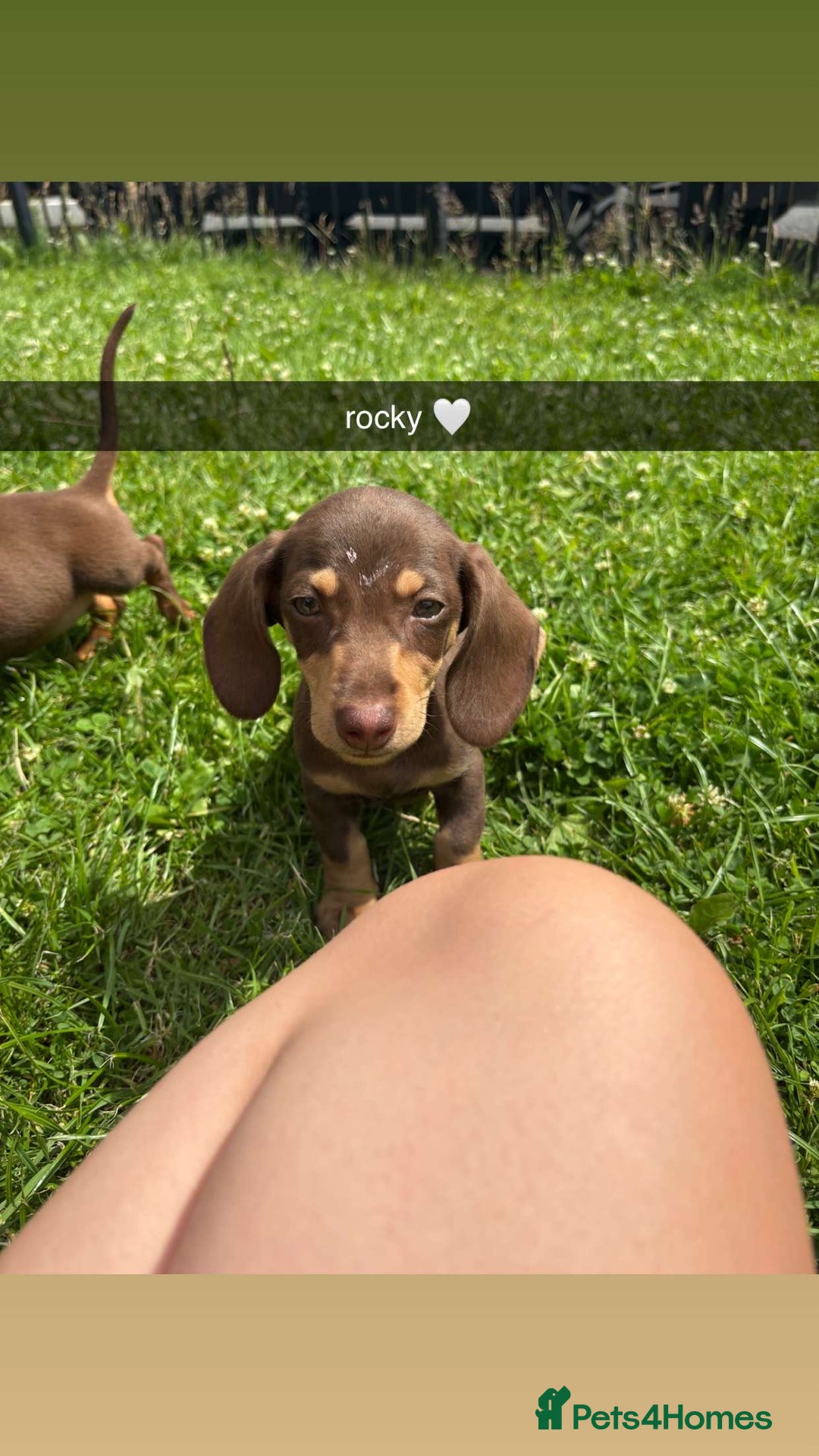 Miniature Dachshund dogs for sale: Male Miniature dachshund - Image 2