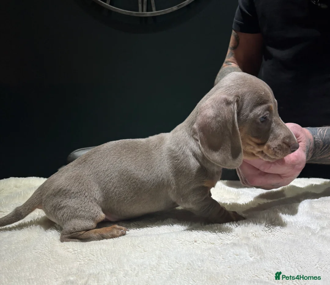 Dachshund dogs for sale: Handsome Isabella/Tan Miniature Dachshund Puppy - Advert 2