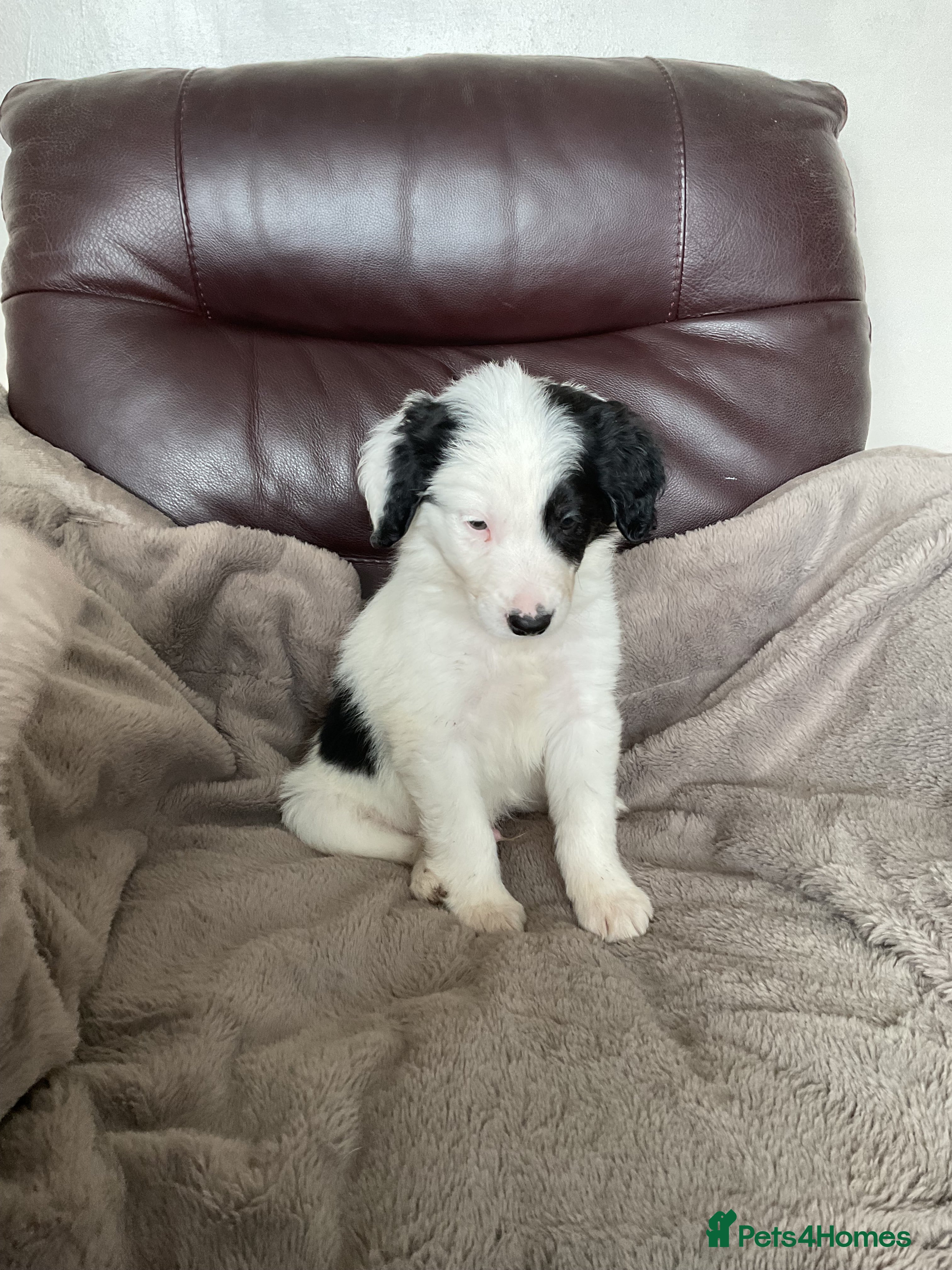 Mixed Breed dogs Cockerpoo x border collie puppies - Advert 1