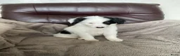 Mixed Breed dogs for sale: Cockerpoo x border collie puppies in Stoke-on-Trent - Advert 1