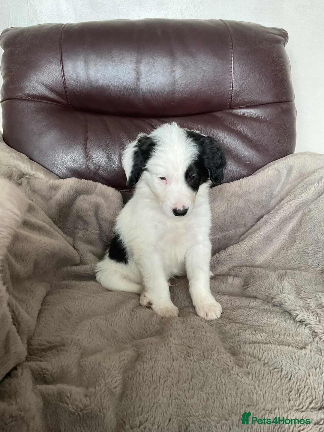 Mixed Breed dogs for sale: Cockerpoo x border collie puppies in Stoke-on-Trent - Advert 1
