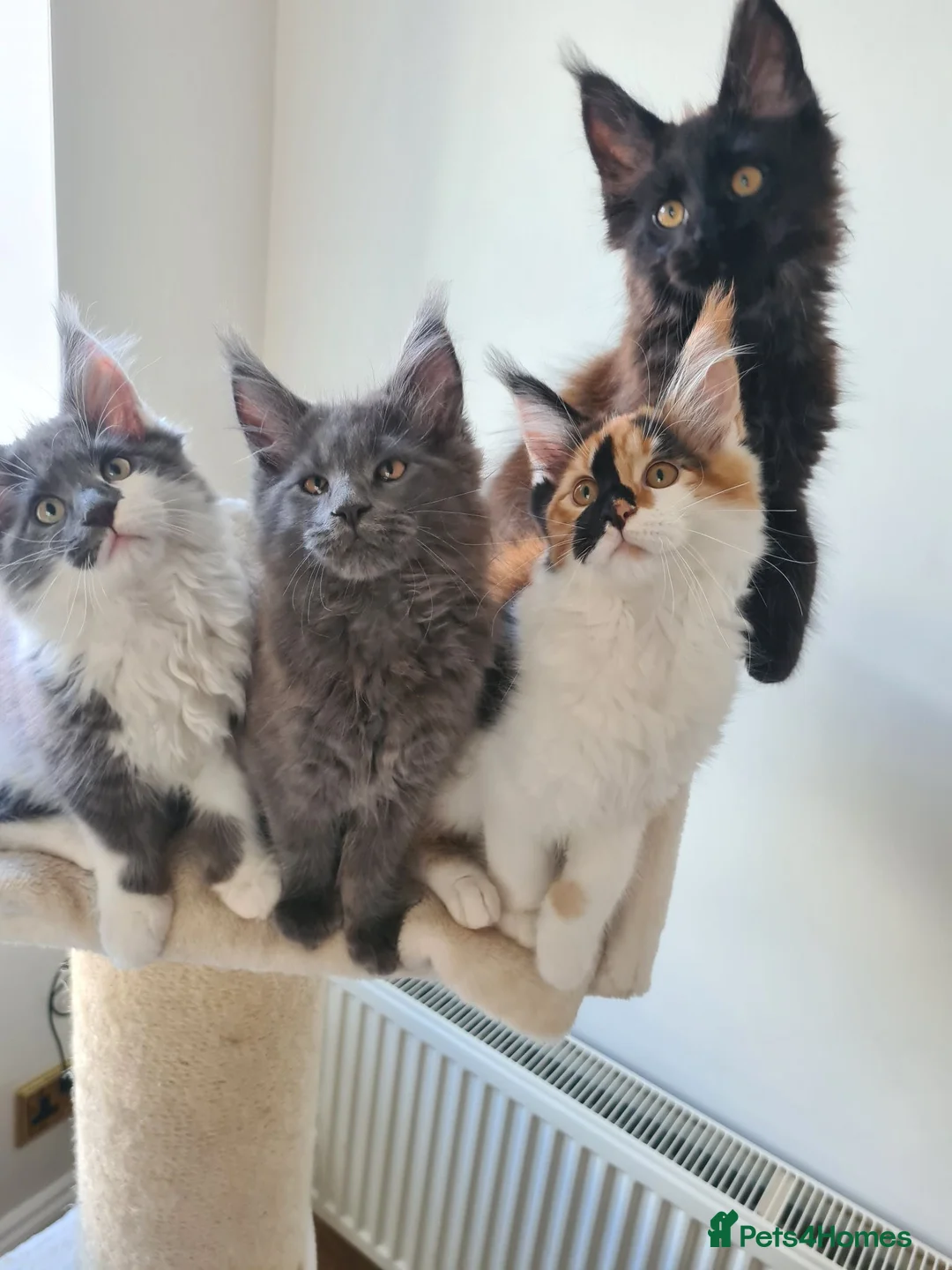 Maine Coon cats for sale: TICA ACTIVE Polydactyl Maine Coon - Advert 4