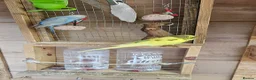Budgerigars birds for sale: Budgies - Advert 4