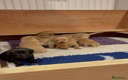 Labrador Retriever dogs for sale: Labrador pups, well-socialised & family raised - Image 23