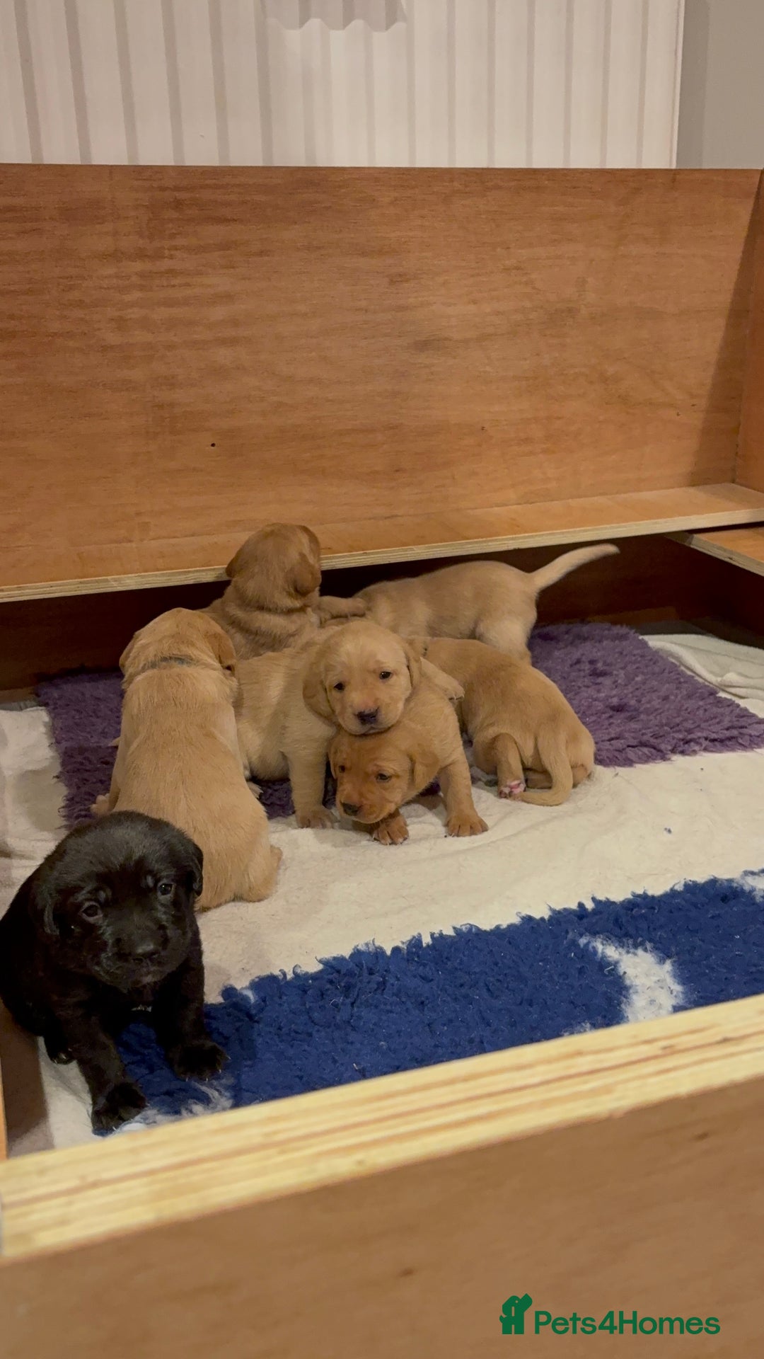 Labrador Retriever dogs for sale: Labrador pups, well-socialised & family raised - Image 23