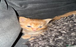 Domestic Shorthair cats for sale: Tortoise Shell X British Longhaired Kittens  - Image 4