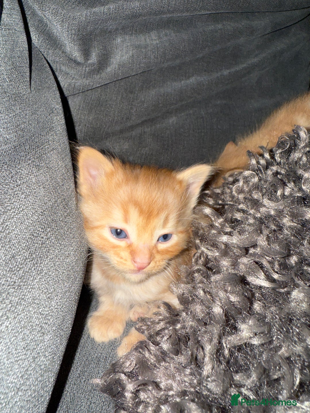 Domestic Shorthair cats for sale: Tortoise Shell X British Longhaired Kittens  - Image 4