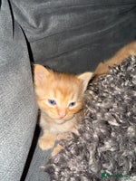 Domestic Shorthair cats - Advert 6