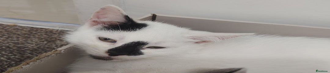 Mixed Breed Kitten 3