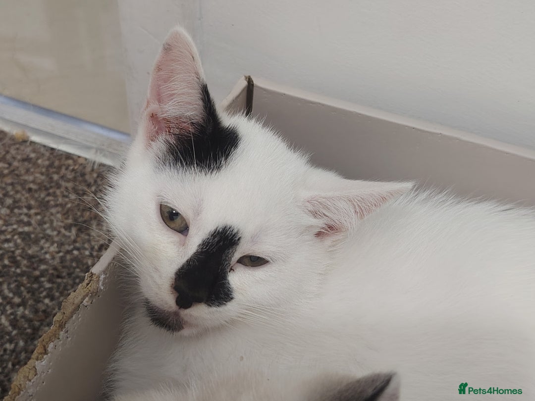 Mixed Breed cats for sale: Adorable Kittens  - Image 4