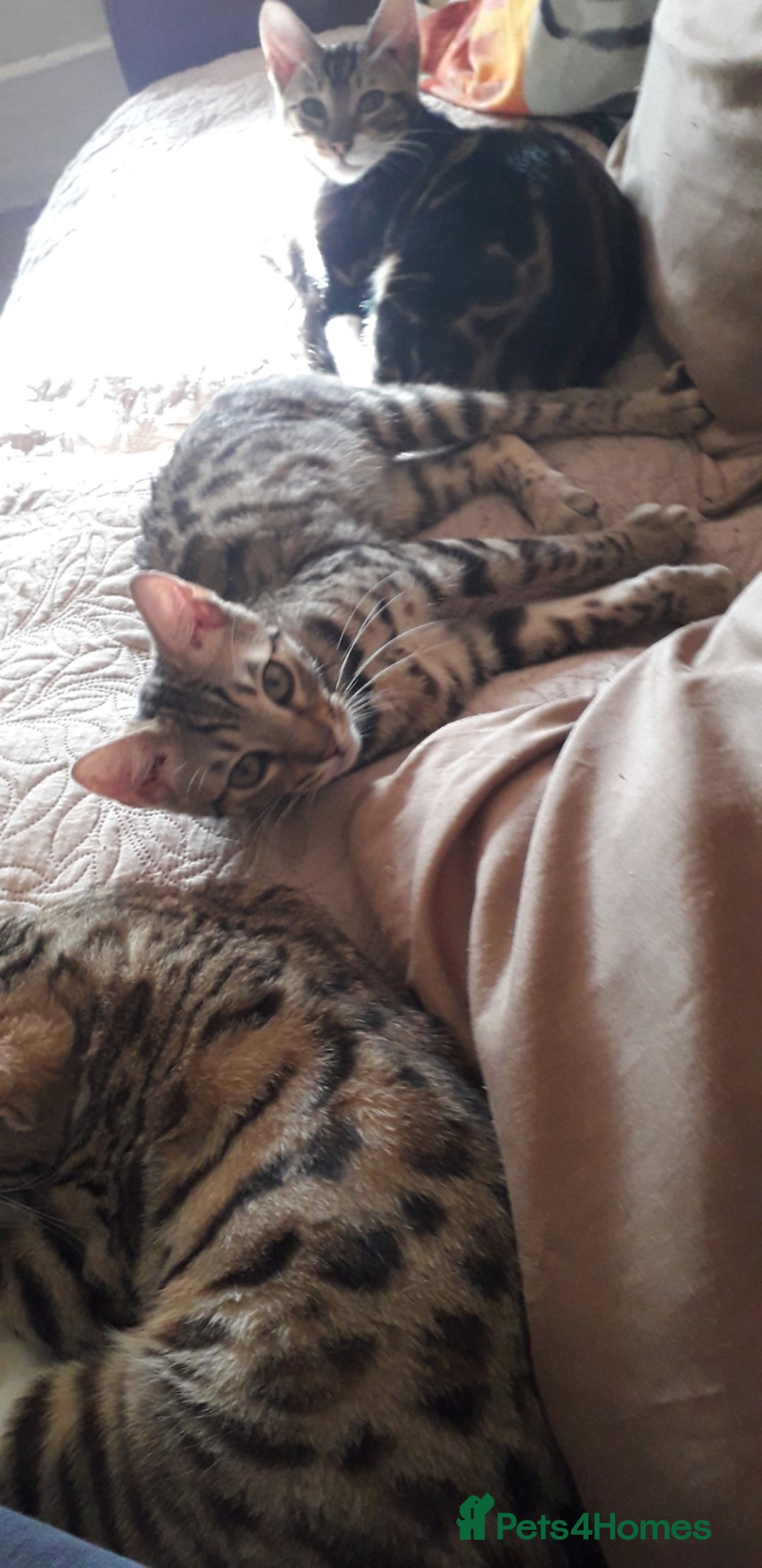 Bengal cats for sale: Beautiful Large & small Bengal kittens  - Advert 18
