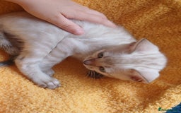 Bengal cats for sale: TICA Family-raised Bengal Kittens Vet Checked - Image 22