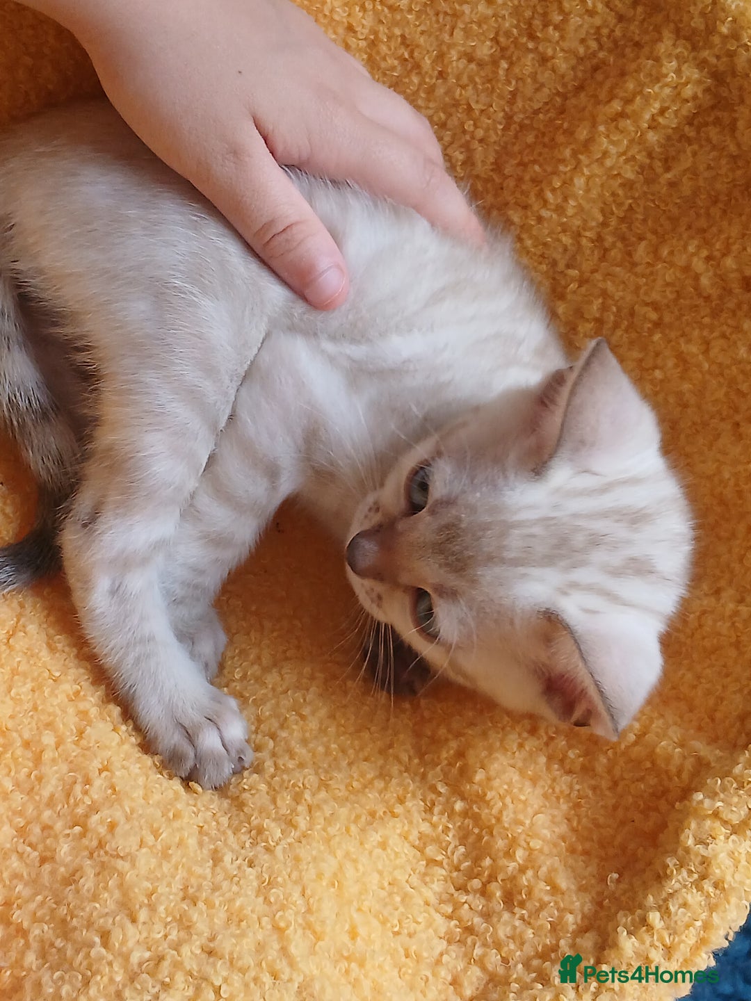 Bengal cats for sale: TICA Family-raised Bengal Kittens Vet Checked - Image 22