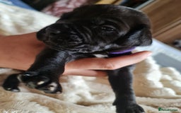 Cane Corso dogs for sale: Cane corso puppies  - Image 15