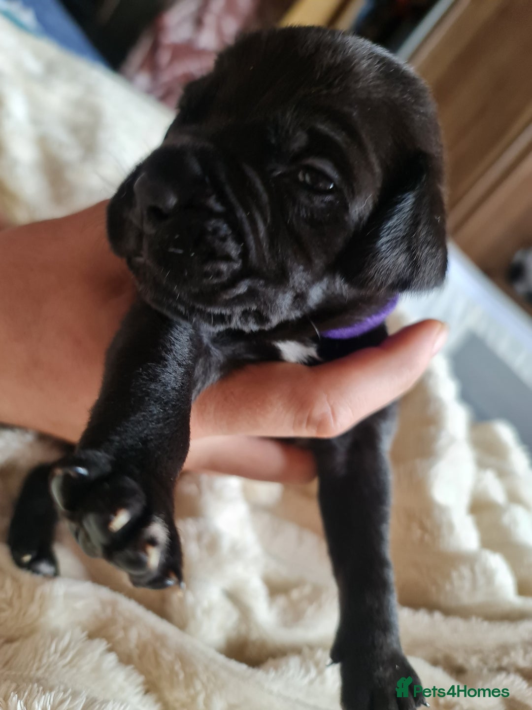 Cane Corso dogs for sale: Cane corso puppies  - Image 15