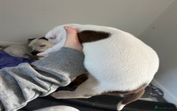 Mixed Breed dogs for sale: 4 beautiful American bully cross staffy puppies - Image 29