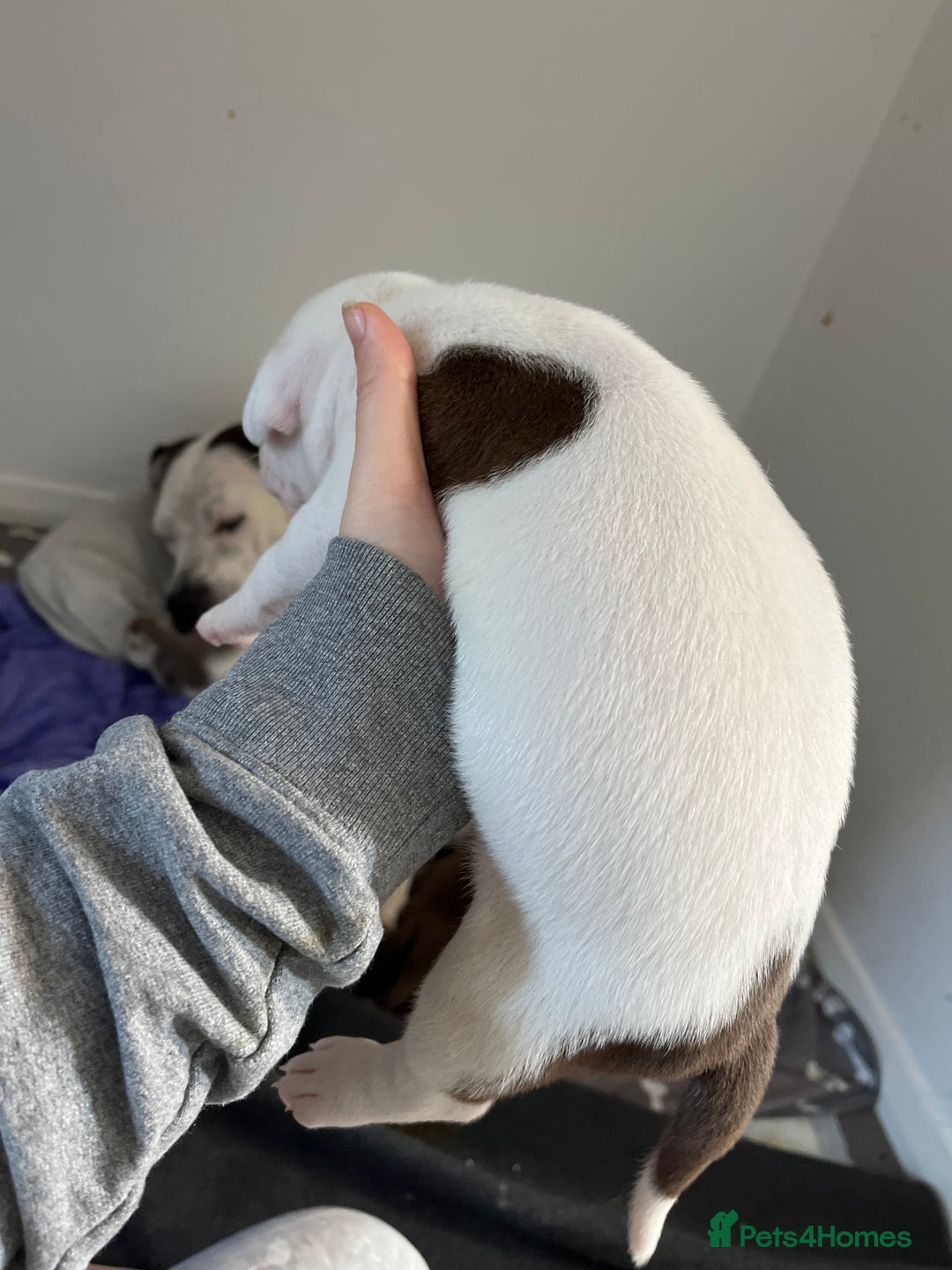 Mixed Breed dogs for sale: 4 beautiful American bully cross staffy puppies - Image 29