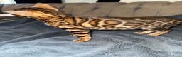 Bengal cats for sale: Stunning male Bengal  - Advert 6