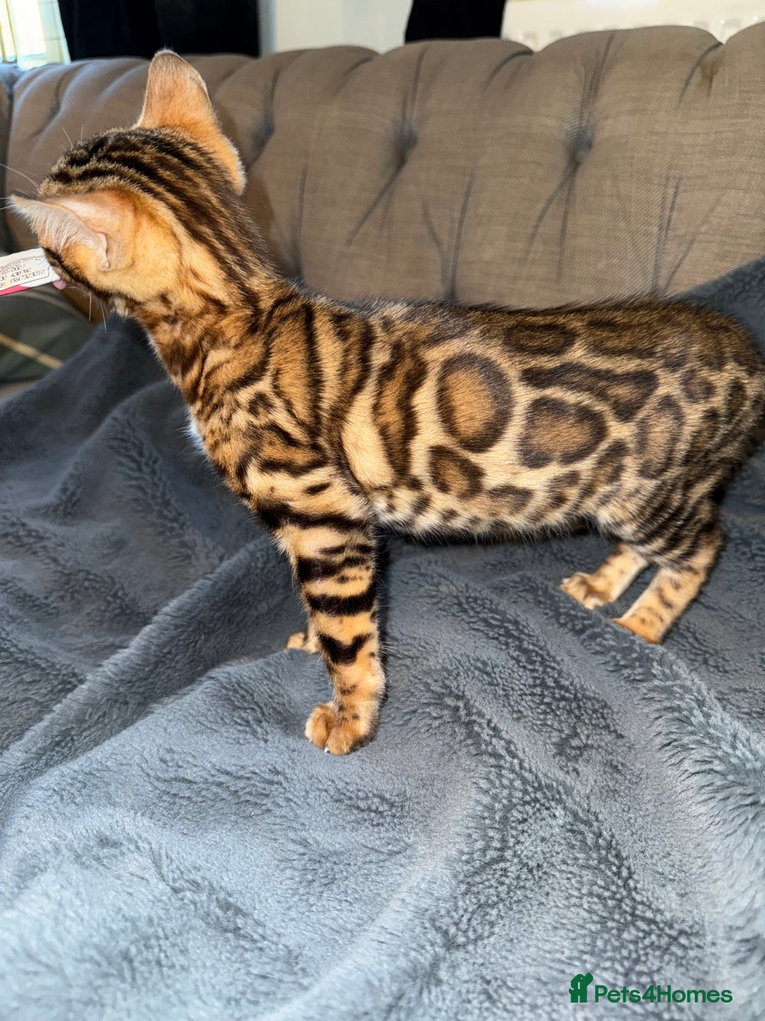 Bengal cats for sale: Stunning male Bengal  - Advert 6