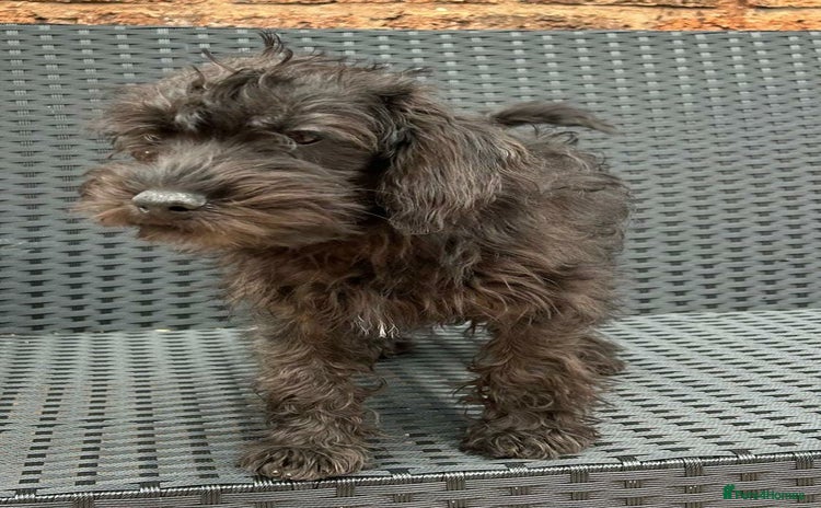 Schnoodle dogs in Tipton - Advert 1