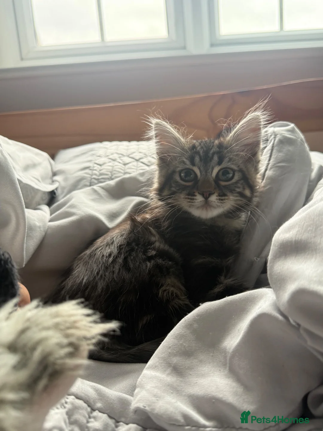 Mixed Breed cats for sale: Chicken - Bengal x British Longhair 🐾🐈‍⬛ in Dewsbury - Advert 2