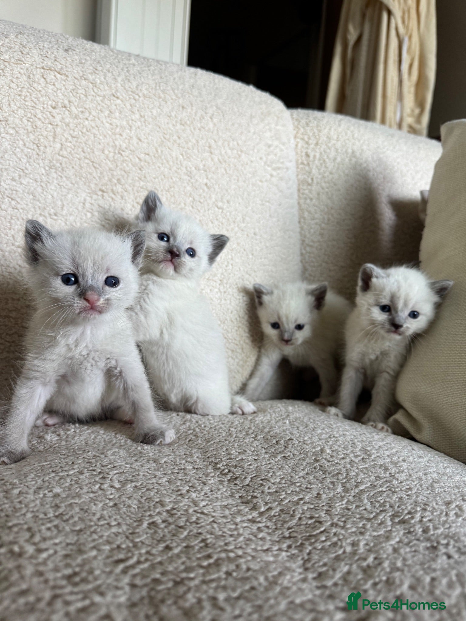 Siamese cats Beautiful Tonkdoll Kittens – 2 Boys & 2 Girls 🩵🩷 - Advert 12