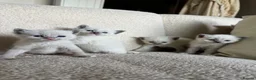 Siamese cats for sale: Beautiful Tonkdoll Kittens – 2 Boys & 2 Girls 🩵🩷 - Advert 1
