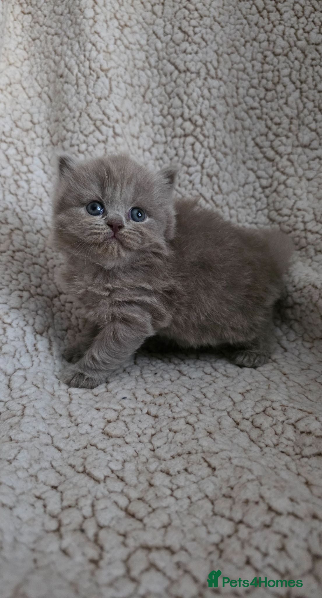 British Longhair cats Beautiful GCCF Registered British Longhair  - Advert 4