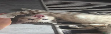 Bengal 4